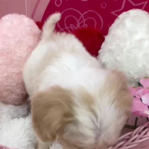 Animal World NICO PET 久喜菖蒲店 on Instagram: "𓈒𓏸 𓂃 ɴᴇᴡ ғᴀᴄᴇ 𓂃 𓈒𓏸 ⋆⸜ご 紹 介⸝⋆ 種 類 :キャバリア×ビションフリーゼ 性 別 :女の子🩷 毛 色 :ホワイト＆クリーム 誕 生 日 :2025年11月29日 お 問 い 合 わ せ 番 号 : 200019341 ＿＿＿＿＿＿＿＿＿＿＿＿＿＿＿＿＿＿＿＿＿＿ ⁡ 珍しいキャバビションの女の子が来てくれました🎉 淡い毛色がとっても綺麗✨ くりくりおめめとあどけないお顔にメロメロになること間違いなし😍 しっぽフリフリで愛嬌抜群です！ ぜひ元気いっぱいなキャバビションちゃんに会いに来てください🌟 ＿＿＿＿＿＿＿＿＿＿＿＿＿＿＿＿＿＿＿＿＿＿ 🩵パパ🩵ブレンハイム 5.5kg 🩷ママ🩷ホワイト 5kg 【店舖情報】 NICO PET久喜菖蒲店総合ペットショップ 