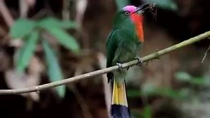 28 reactions · 11 shares | Red Beard bee eater | Birds World | Facebook