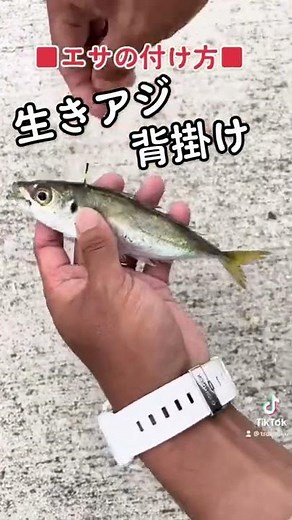【生きアジの付け方・背掛け】#Fishing#釣り#釣り部#釣り好き
