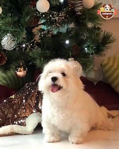 I was ready for the merry Christmas 🎁🎁🎁 | Cute Pets