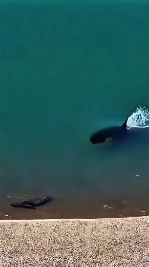 Amazing Orca Moments Hunting Seals 🐋😱😱 . . #killerwhale #orca #orcawhale #hunting #sealions #oceanlife #marinelife #FishLifeWorldTV | FishLife world TV