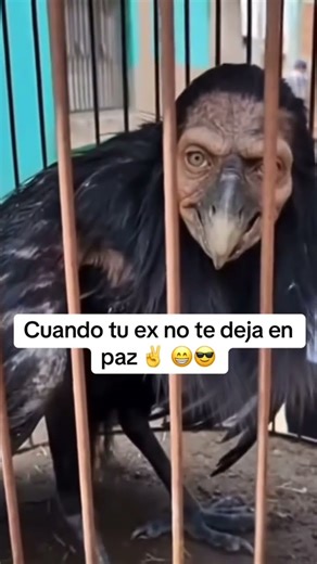 #fypシ #humor #supcribete #tutorial #memes #suscribense #funny #suscriptores #comedia #risa #reels