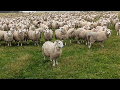 Sheep scared by umbrella