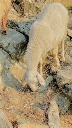 5 Key Differences You Need to Know