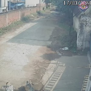 1.7K views · 19 reactions | Brave momma cow saves baby calf from leopard | SLICK SLIME SAM | Facebook