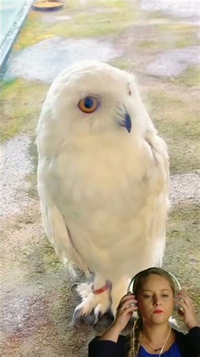 Latest video of owls