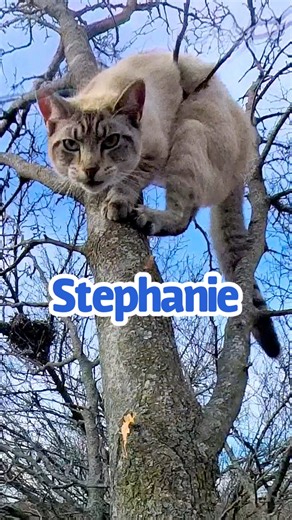 A concerned neighbor noticed this cat in the top of the tree and reached out to me for help. When I was halfway up the tree, the cats owners arrived. They let me know that the fire department had showed up the previous day, but decided against trying to help the cat. #cats #catinatreerescue #treeclimbing #getmeowtahere | Duane Hook
