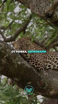 💠 Why does the body twitch when falling asleep: an ancient instinct that still saves us