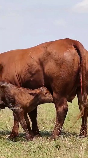 One of our Droughtmaster cows calving. You asked, we answered - aren’t these just some of the BEST moments a cattle farmer can witness. • • • #calvingseason #hotspotcattle #greengreengrass #thebestday #veld #droughtmastercalves #droughtmastersaustralia #droughtmastercalf #newseason #moments #bigmomemts #summer #boransa #bestgenetics #boranfarming #africadroughtmaster #droughtmastersa #hotspotcattle #hotspotboran #hotspotdroughtmaster #cattlefarmer #southafricanfarmers #farmhere #farmwithdroughtm