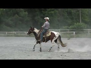 Dirty Debutante APHA Mare