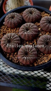 Frailea castanea #Frailea#castanea #サボテン #cactus#shorts
