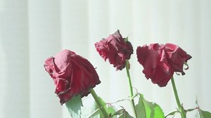 Des bourgeons de roses rouges en : vidéo de stock (100 % libre de droit) 3468919943 | Shutterstock