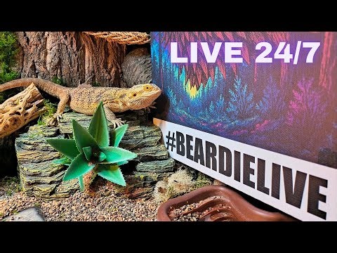Live Terrarium Stream 🦎| 24/7 Relaxing Music and Reptiles ❤️#beardielive