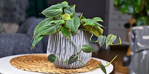 These Are the Philodendron Types Every Houseplant Owner Should Know