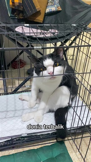 Capybara Fun: Adorable Moments of Oreo the Cat