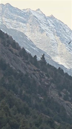 Eagle shot at 100x from S25 ultra in the mountains