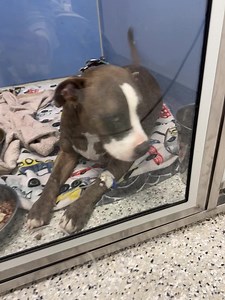 KC Pet Project on Reels