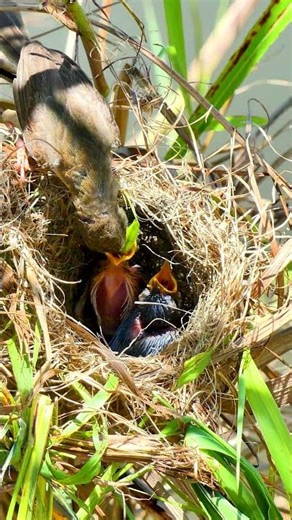 Mother Bird Fe#bird #birdfeeding #nature