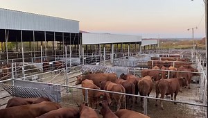 Red or Black? We have you covered! Over 300 head to choose from. Come join us tomorrow in McAlester, Oklahoma. Or online at DV Auction. | Beefmaster Bull Sale
