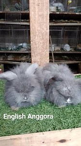Kelinci hias English Anggora #sorotan #semuaorang #jangkauanluas #kelincihiasbandung | Acoy FaeyZa Rabbits
