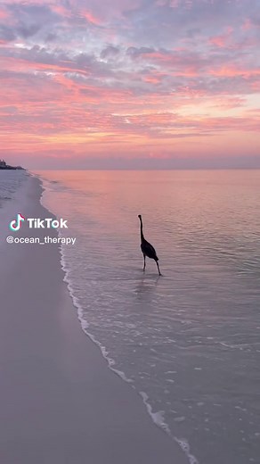 Good Morning Sunrise Aesthetic Videos