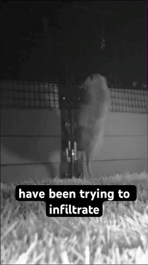 Why Our Garden Fence has to be THIS TALL 🦌 🌱