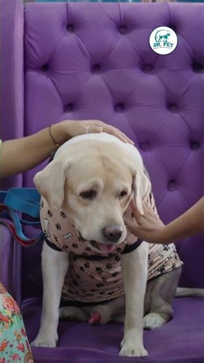 At Dr. Pet, every paw matters 🐾| Dr. Pet