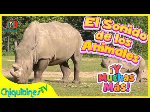 🐯 The Sound of REAL Animals 2 🎶 60 min of CHILDREN'S SONGS in Spanish | ChiquitinesTV