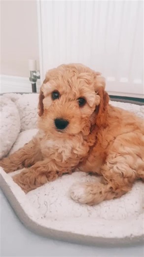 cockapoo getting big and cheeky 💕💕