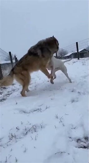 Unbelievable Fight: Wild Wolf Confronts Large Dog in Snow!