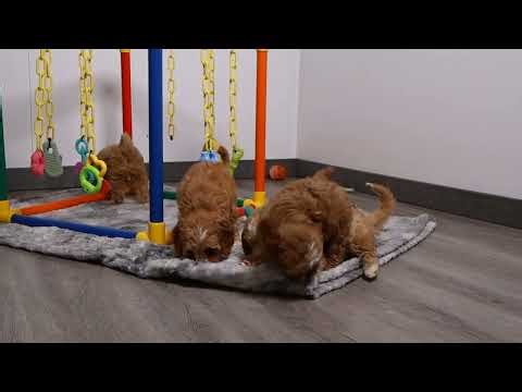 Blue Diamond Cassie Ruby F1 Cavapoo Litter 1