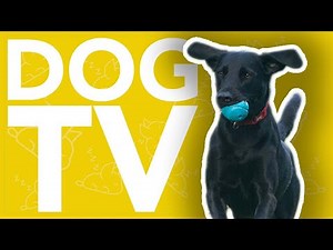 DOG TV - Highly Entertaining & Interactive Video For Dogs To Watch (NEW)