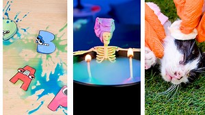 3 reused shorts (kitten, letter, skeleton) | Cool Tool