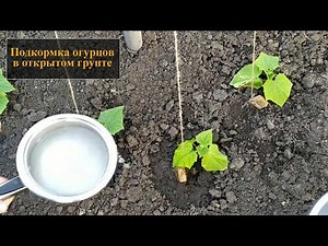 Fertilizing cucumbers in open ground