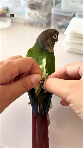 Cute Parrot 🦜💯 #shorts