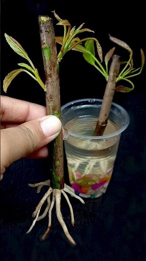 How to Grow Olive Tree from Cutting With Aloe Vera In A Water