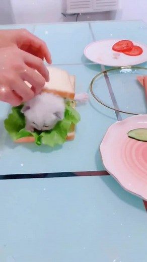 Special sandwich, do you want to eat?🤣🤣🤣🤪#cat #catsoftiktok #kitty #foryoupage #petlover