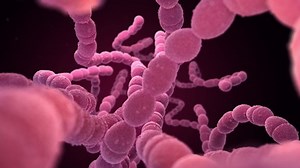 Streptococcus Pneumoniae Pneumococcus Gram-positive Coccus Shaped Stock Footage Video (100% Royalty-free) 1046622412 | Shutterstock