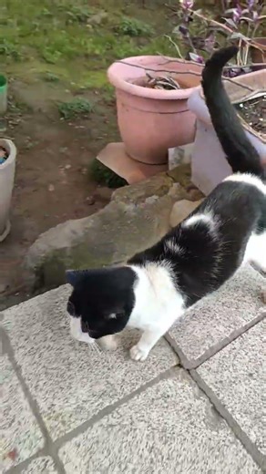 Hüsniye kız içerde de durmuyorsun sen alışmışsın gezmeye 🧿😂😂🥰