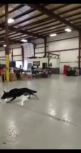 5.4K views · 115 reactions | This is my shop dog Axle. Even the Steve Morris Engine shop dog is kick butt!! | Steve Morris Engines | Facebook