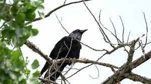 What is this Raven doing? About 17 seconds into this short video, the raven rubs its beak on the branch. If you have watched birds, you may have seen this behavior before. Here is what is going on: The Napkin - The clearest explanation is that birds rub their beaks to clean them. Researchers have determined that the behavior is more common after eating messy foods like suet, fruit, or juicy insects. You know how it is when you're eating juicy insects. The File - It is also very probable that bir