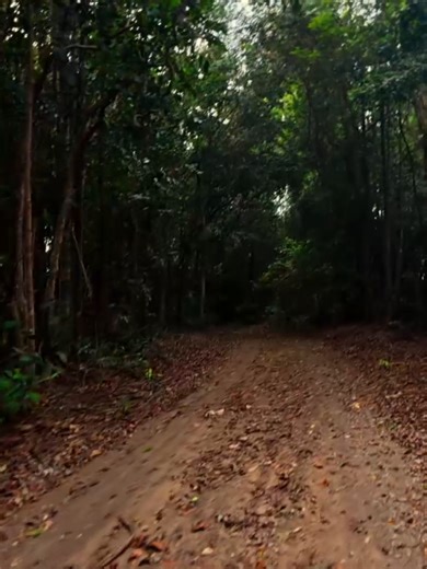 should I call this color grading? any advice #scenery #forest