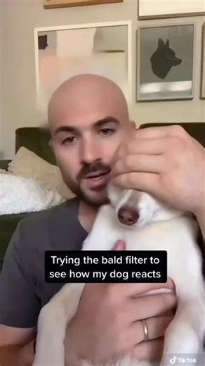 Dogs with funny filters on 🤣🤣 #reels #doglover #funnyreels #reelsviral #reelsfypシ #reelsviralシfb #dog #doglove #reelsvideoシ #funny | Faithfully Best