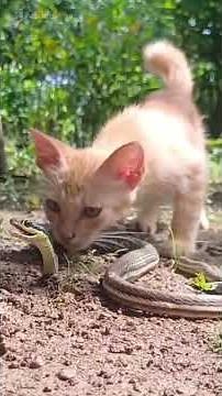 deux chats vs un serpent snake vs two cats #nature #serpents #serpents