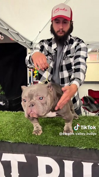 Exotic Bully Show 2025: Discover Unique Breeds