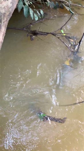 Teknik mancing ikan sebarau atau hampala di tempat yang sulit #fishing #mancingceria #mancing