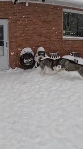 They get super excited when it snows! | Gone to the Snow Dogs
