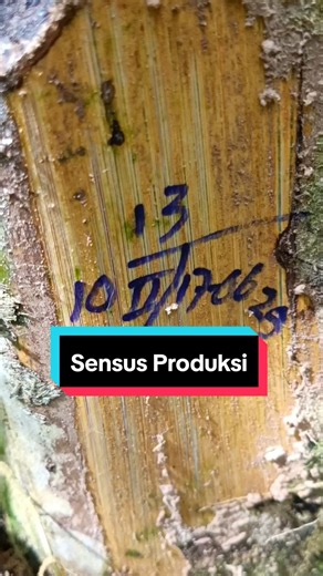 hitung jumlah janjang yg akan di panen di semester 2 (Juli-Des) masih amanlah.. 😅 #bl1 #varietasunggul #petanisawit #lonsum #fyp #palmoil