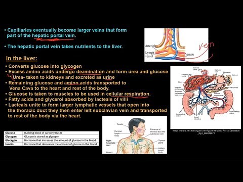 Grade 11 Life Sciences Human Nutrition Part 2