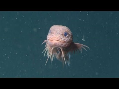 Underwater Tech Uncovers New Ocean Species-Snailfish!